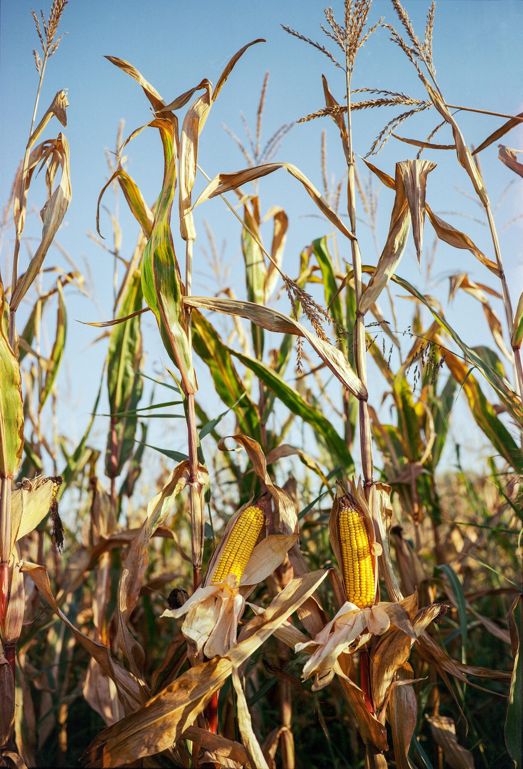 Corn field